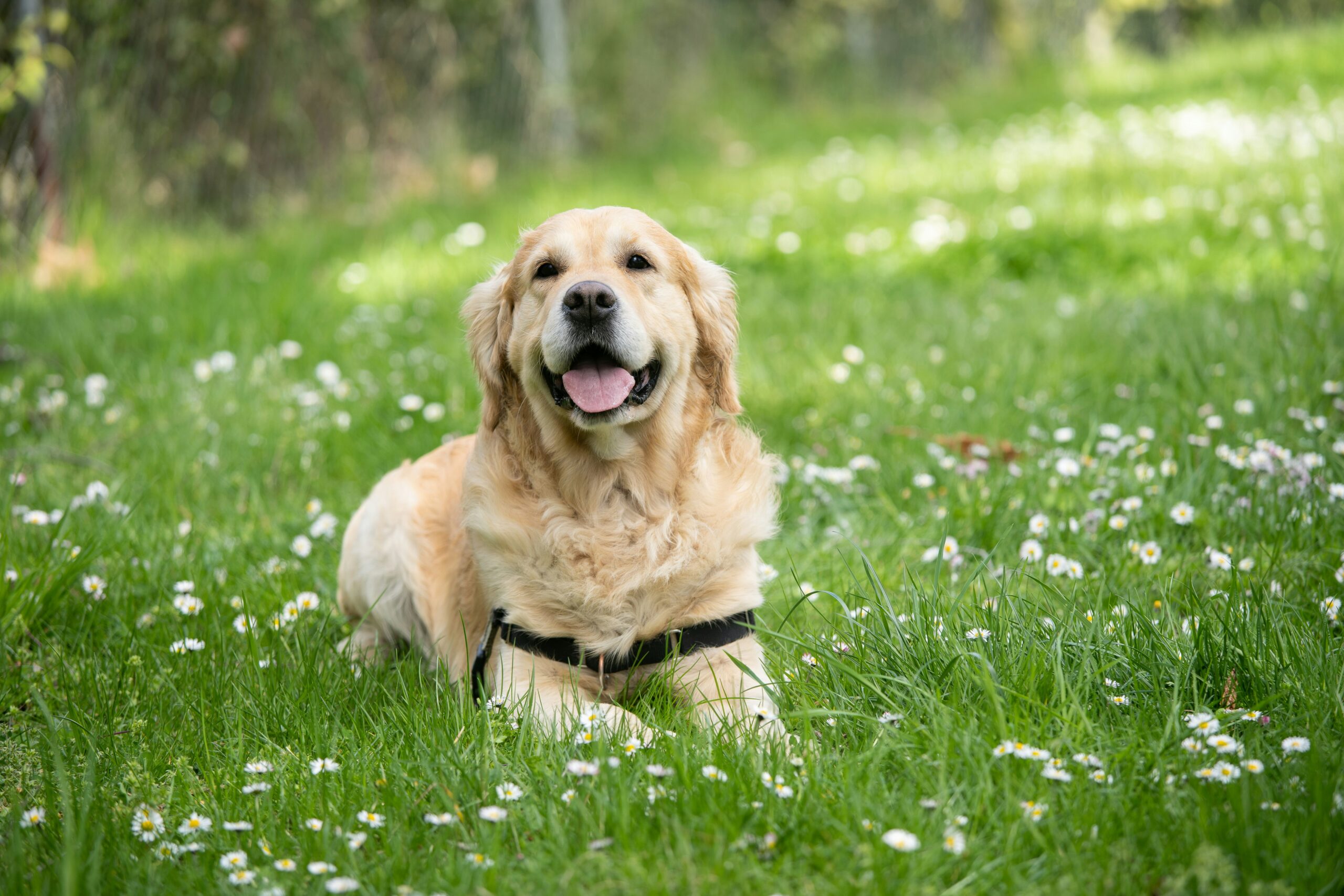 Golden retriever avec dossard allongé dans l'herbe, il semble sourire