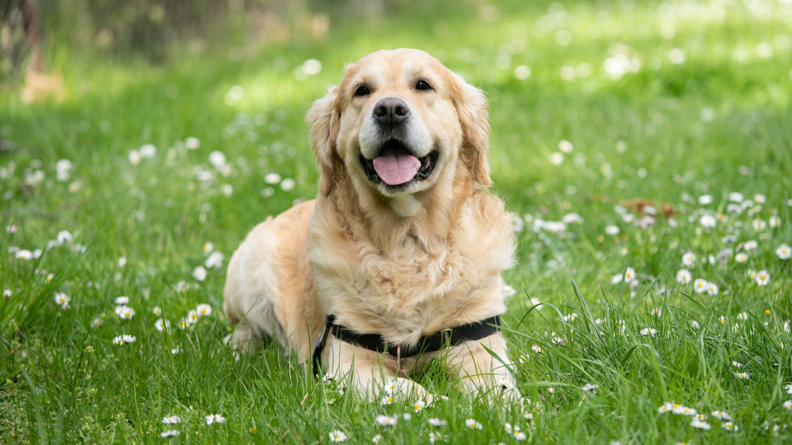 Golden retriever avec dossard allongé dans l'herbe, il semble sourire