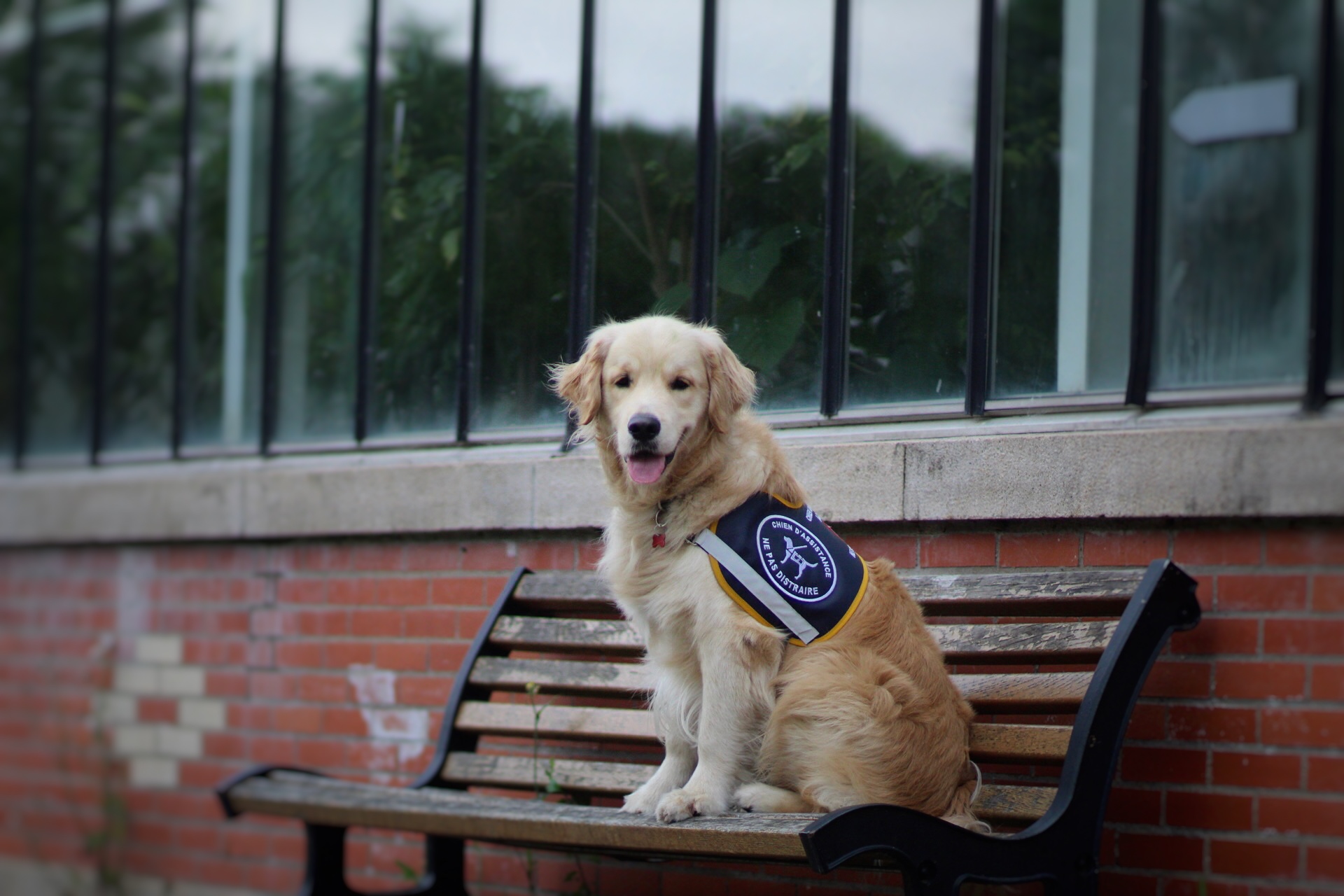 Golden retriever portant un dossard de chien d'assistance assis sur un banc